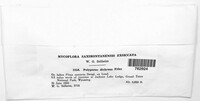 Vitreoporus dichrous image